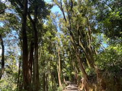 -黄埔油麻山森林公园