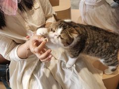 -瞄一喵猫咖(格力海岸店)