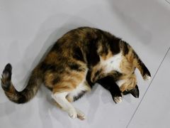 -黔府豆米火锅野菜馆(南马店)