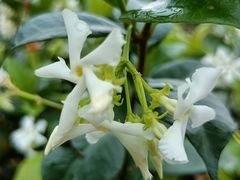 -南宁良凤江国家森林公园