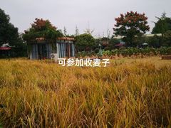 -洪湖家庭农场·团建·露营·会议