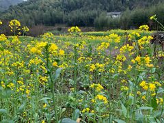 -峡谷农家乐饭店