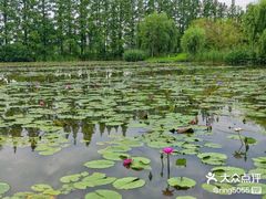 -上海长兴岛郊野公园