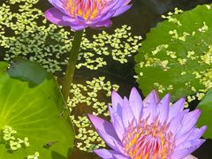-深圳仙湖植物园