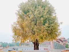 -广东圆玄道观