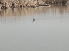 -盐城丹顶鹤湿地生态旅游区