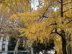 -四川大学(华西校区)