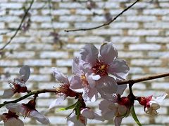 -桑吉林新派藏餐·汤锅·川菜