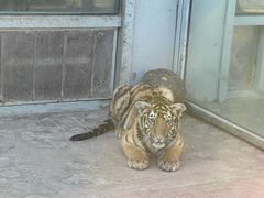 -西霞口神雕山野生动物世界