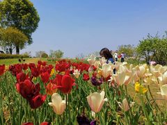 -杭州湾海上花田景区