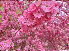 -海棠花溪(元大都城垣遗址公园)