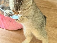 -楼上猫咖(罗湖店)