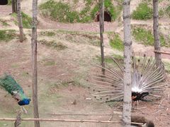 -青藏高原野生动物园