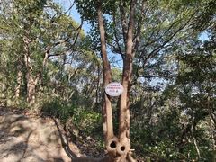 -上海佘山国家森林公园天马山园