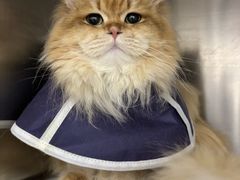 -瑞派康怡24h宠物医院·犬猫医疗中心·微创绝育(瑞景分院)