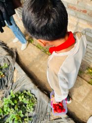 -蓝呗呗蓝莓草莓采摘园(通州区马驹桥店)