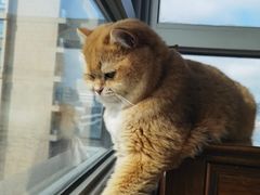 -爱妮康宠物医院·干细胞免疫细胞·肿瘤·心脏(张江店)