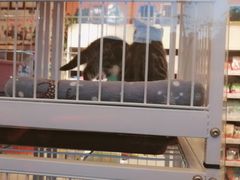 -我爱吾宠宠物美容院(朝阳路店)