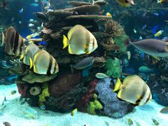 -瑞普利水族馆