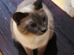 -滚猫咖啡·猫咖·猫友好撸猫(未来城店)