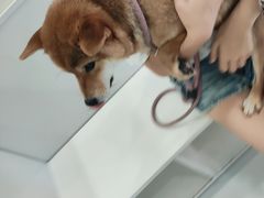 -艾吉宠物医院·疑难杂症转诊中心·猫友好(碧江路院)