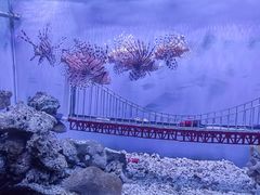 -太平洋海底世界