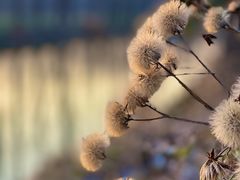 -合肥滨湖国家森林公园