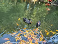 -大鹅岛绿色生态美食园