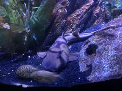 -暹罗海洋世界