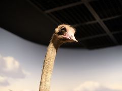 -陕西自然博物馆