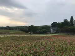 -大塘金香草谷