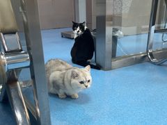 -万博宠物医院·手术·诊疗(未央凤城五路店)