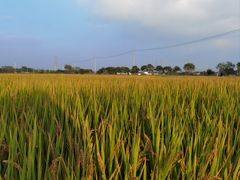 -上海佘山国家森林公园天马山园
