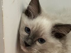 -御宝贝·A梦猫科宠物医院(国际猫友好医院)