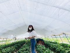 -青浦采草莓天天草莓园