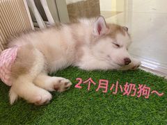 -Husky Go! 哈士奇体验馆·宠物咖啡厅狗咖
