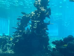 -海棠湾洲际-涛·海底餐厅·美人鱼·自助餐·海底隧道