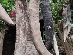 -呀路古热带植物园