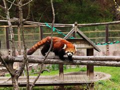 -沈阳森林动物园