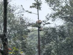 -中国大熊猫保护研究中心雅安碧峰峡基地