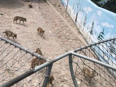 -西霞口神雕山野生动物世界