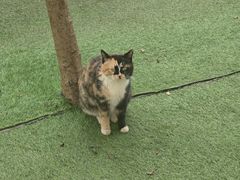 -呀路古热带植物园