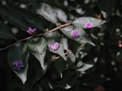 -北京张裕爱斐堡酒庄