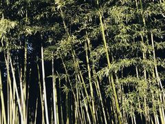 -吾介小籠館