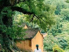 -杨家堂村