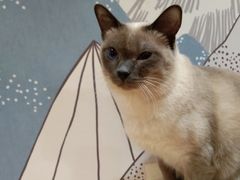 -滚猫咖啡·猫咖·猫友好撸猫(未来城店)