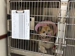 -艾贝尔宠物医院·24H转诊中心·肿瘤猫专科(江宁双龙店)