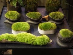 -植觉