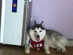 -Husky Go! 哈士奇体验馆·宠物咖啡厅狗咖
