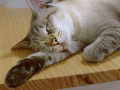 -李小姐の猫咖啡馆(五角场店)
